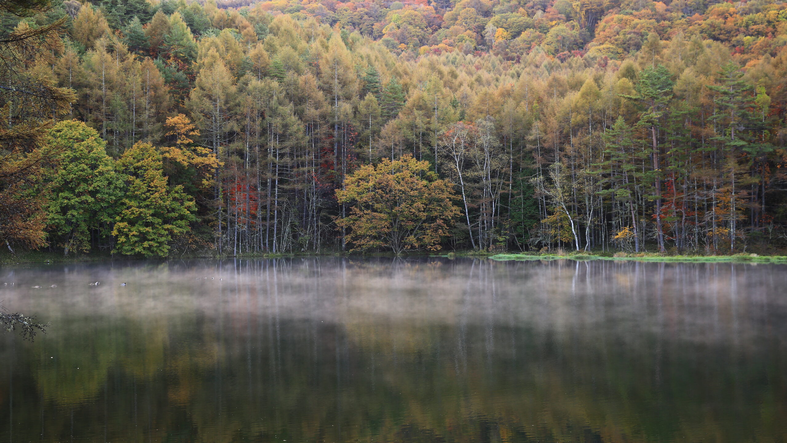 秋彩に響く森の調べ - treasures of Japan
