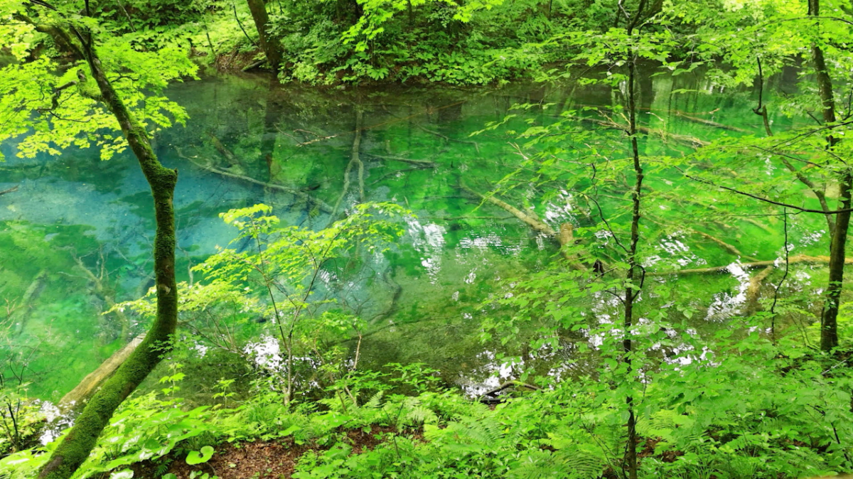 【ほたねぬこ】顕正新聞と富士 ほたねぬこ様専用】顕正新聞と富士 - メルカリ